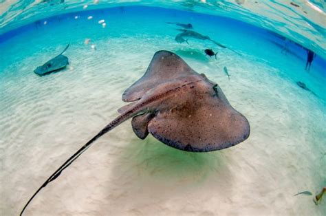 11 Different Types of Stingrays (Plus Interesting Facts) .